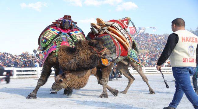 Deve Güreşleri Festivali 21 Ocak’ta Efes Selçuk’ta 