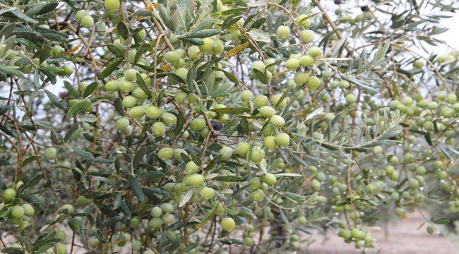 4 aylık sofralık zeytin ihracatı 74 milyon dolara ulaştı