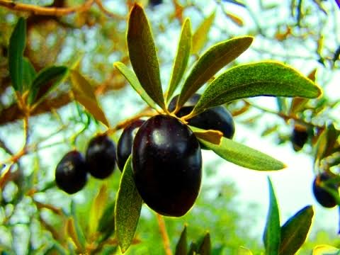Zeytin atığı toprağa can veriyor!