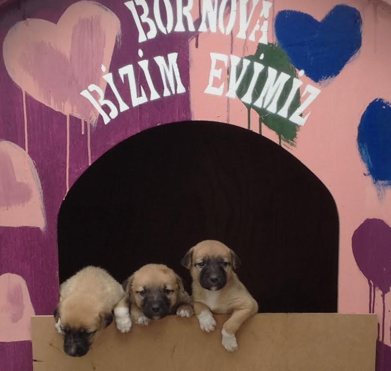 Bornova onların da evi