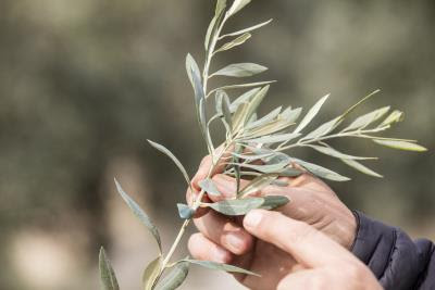 Zeytin üreticisine “ilaç” olacak