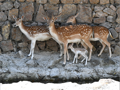 Bizim Bambi