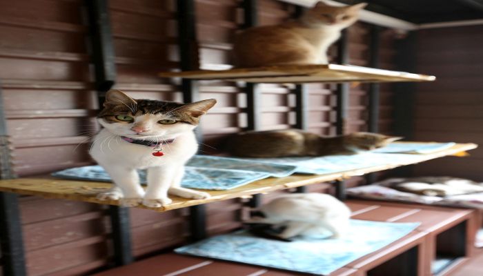 Can Dostları İçin Kapasite Arttırıldı