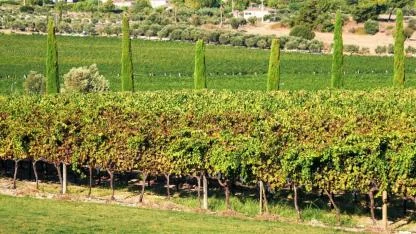 İzmir bağcılık mirasını koruyan Iter Vitis Rotası’na katıldı