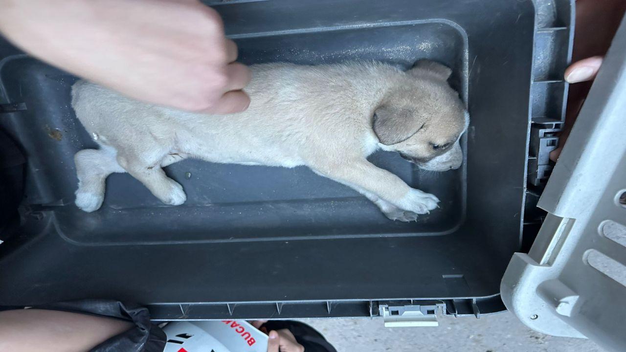 BUCAKUT’tan yavru köpek operasyonu