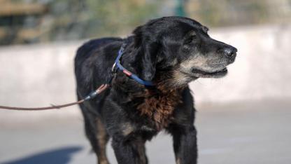 Çörekçi’nin Emanetlerine Büyükşehir Sahip Çıktı