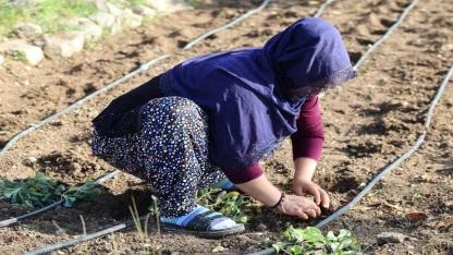 Mahalle bostanlarında kış dikimleri başladı