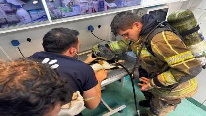 Mazgala düşen kayıp köpek ve kediler itfaiyenin çabasıyla kurtarıldı
