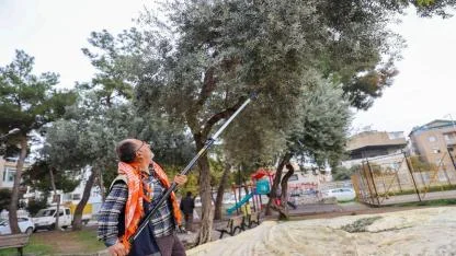 Buca’da Zeytin Mevsimi Başladı