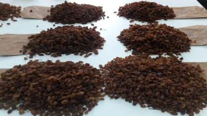 Türkiye, dünya kuru üzüm ihracatının yüzde 30’unu tek başına yapacak