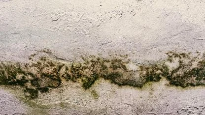 DEÜ’lü Alpaydın Uyardı: Rutubet Sağlığı Tehdit Ediyor