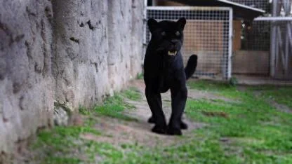 Doğal Yaşam Parkı’nın jaguarı Juliet yaşama veda etti