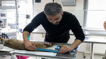 Ağır yaralı bulundu, sağlıklı şekilde doğaya salındı