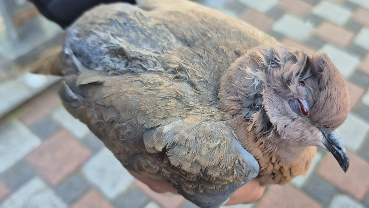 Büyükşehir ekipleri tüm canlılar için aynı özveriyle çalışıyor