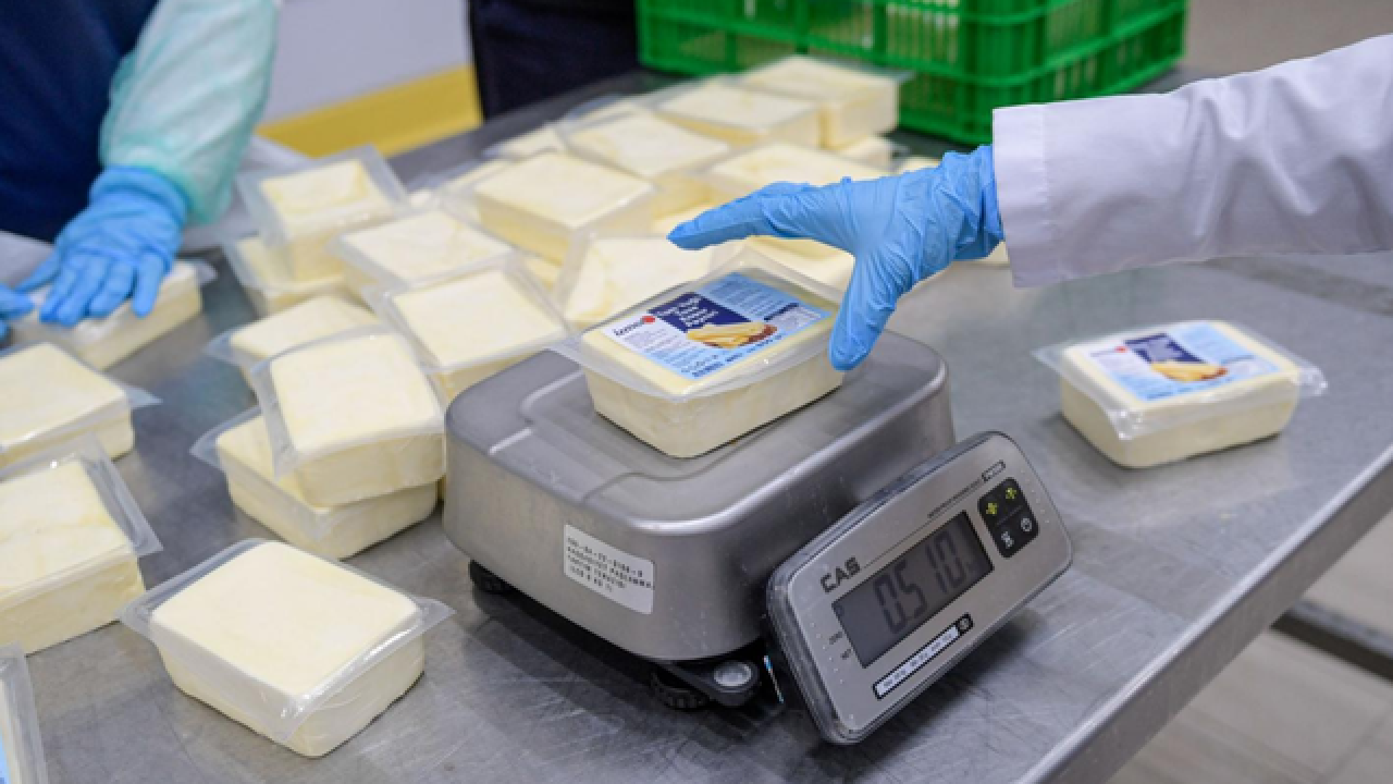 Büyükşehir’den peynir hamlesi