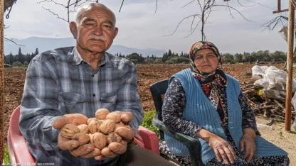 Kesilen cevizlerin yerine umut filizlendi